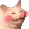 catto.png